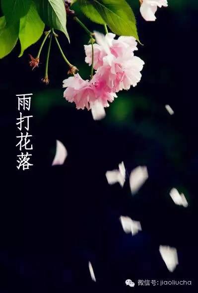 今日惊蛰，如何喝茶养生？