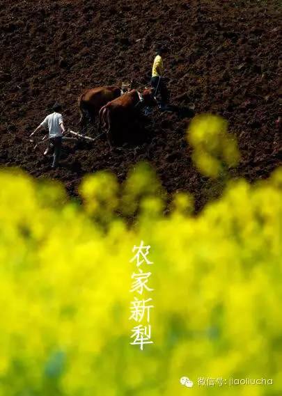 今日惊蛰，如何喝茶养生？