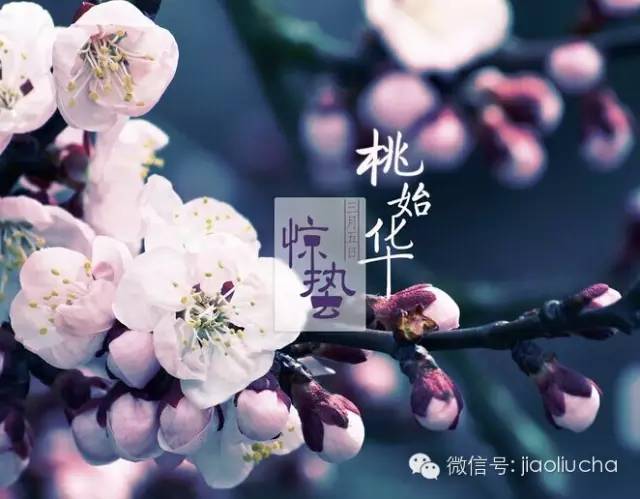 今日惊蛰，如何喝茶养生？