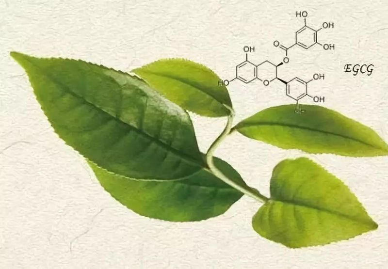茶的抗菌抗病毒功效