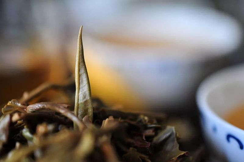 世间万物，与生俱来的喜爱茶