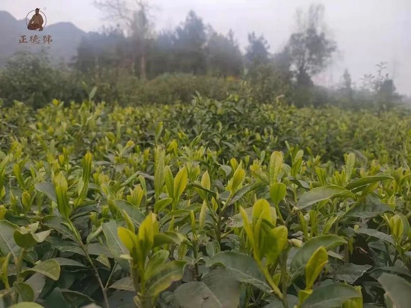 我在茶园，等你赏春茶