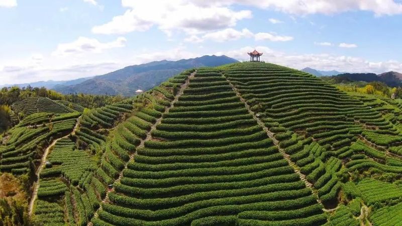 平阳文化看什么 千年平阳：黄茶文化最有辨识度