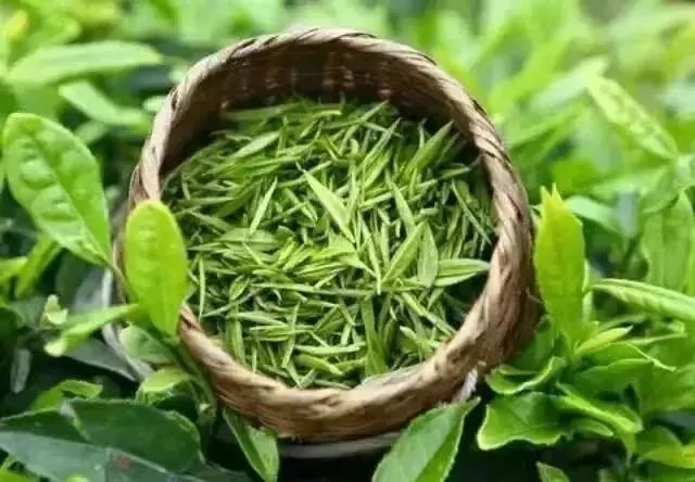平阳文化看什么 千年平阳：黄茶文化最有辨识度