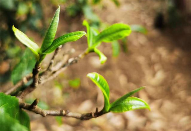 普洱茶春茶什么时候开始采摘