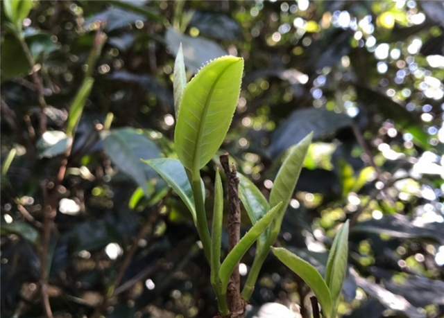 普洱茶春茶什么时候开始采摘