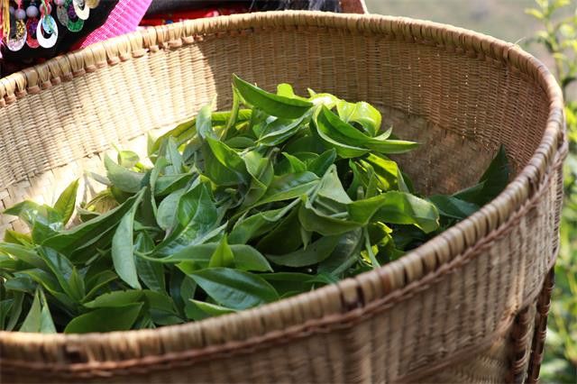 普洱茶春茶什么时候开始采摘