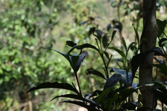 革登茶山普洱茶