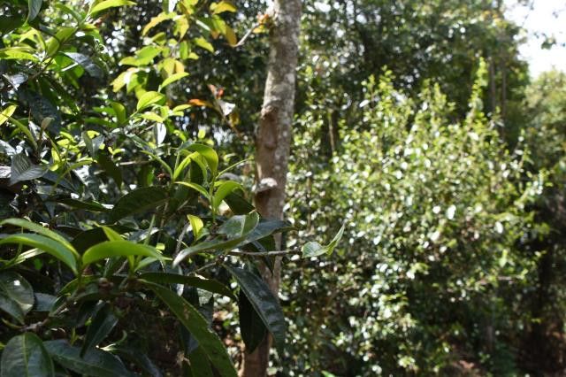 革登茶山普洱茶