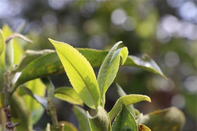 昔归古树春茶采几次，昔归普洱春茶的特点