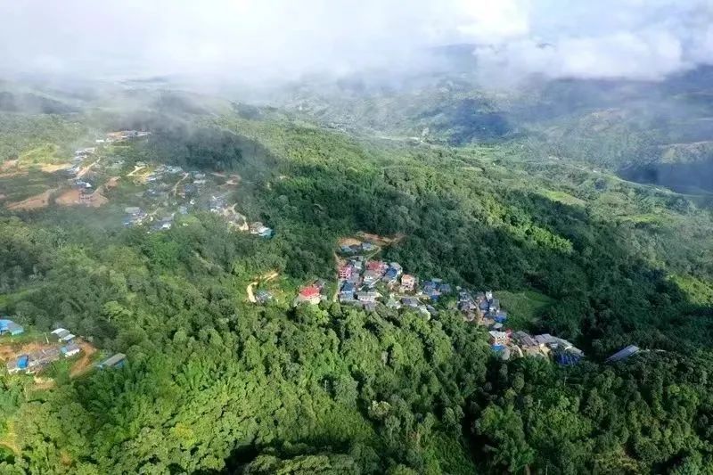 勐海茶山游 景美茶更香——走进帕沙古茶山