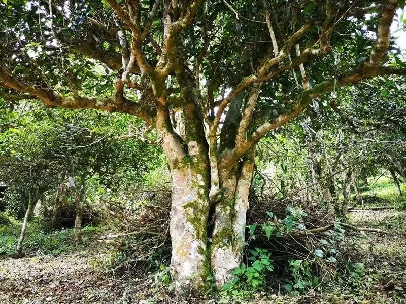 勐海茶山游 景美茶更香——走进帕沙古茶山