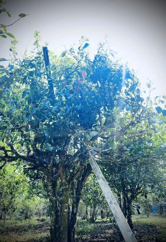 勐海茶山游 景美茶更香——走进帕沙古茶山