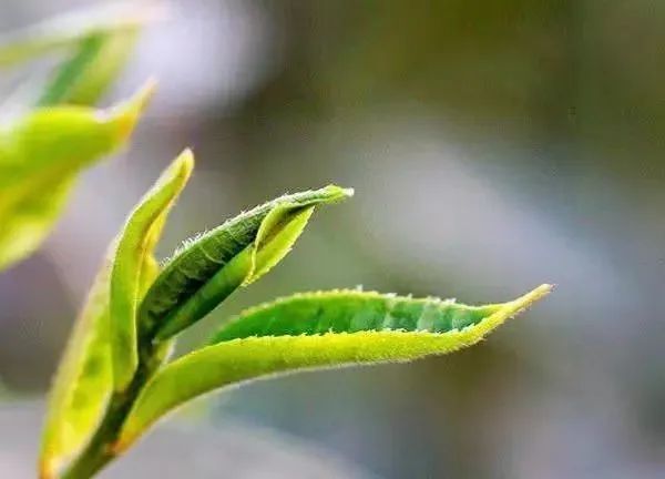 勐海茶山游 景美茶更香——走进帕沙古茶山