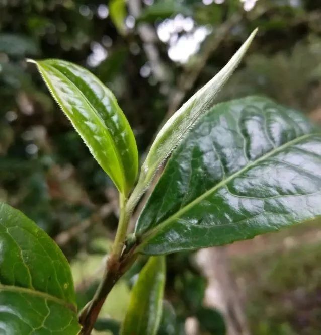 勐海茶山游 景美茶更香——走进帕沙古茶山