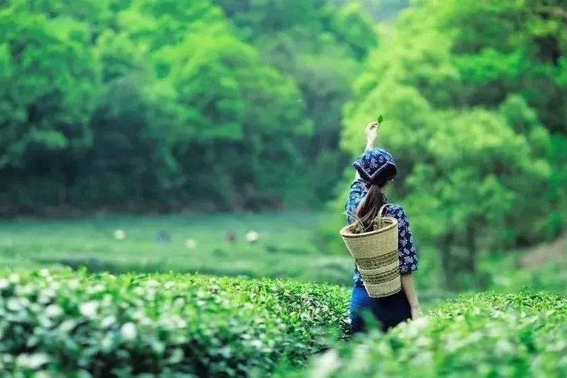 绿茶只知龙井、碧螺春？带你了解十大名优绿茶！