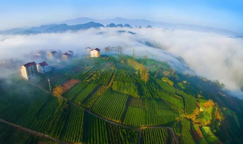 绿茶只知龙井、碧螺春？带你了解十大名优绿茶！