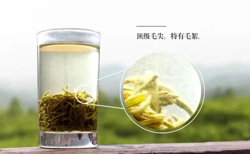 绿茶只知龙井、碧螺春？带你了解十大名优绿茶！