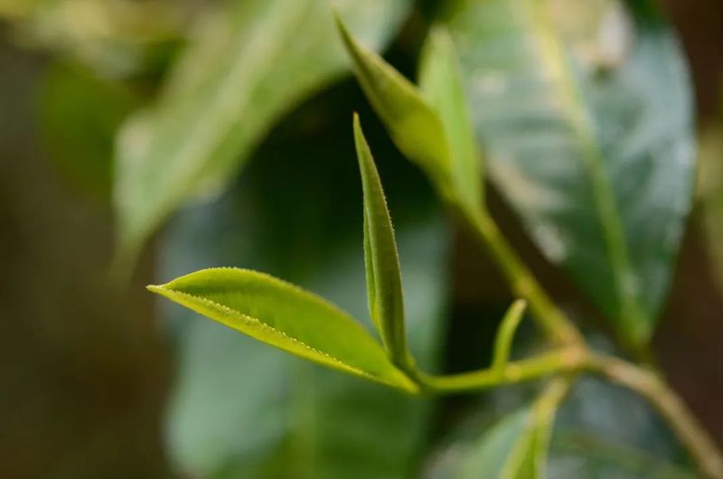 挑选优质普洱春茶，一定要记住这几点！