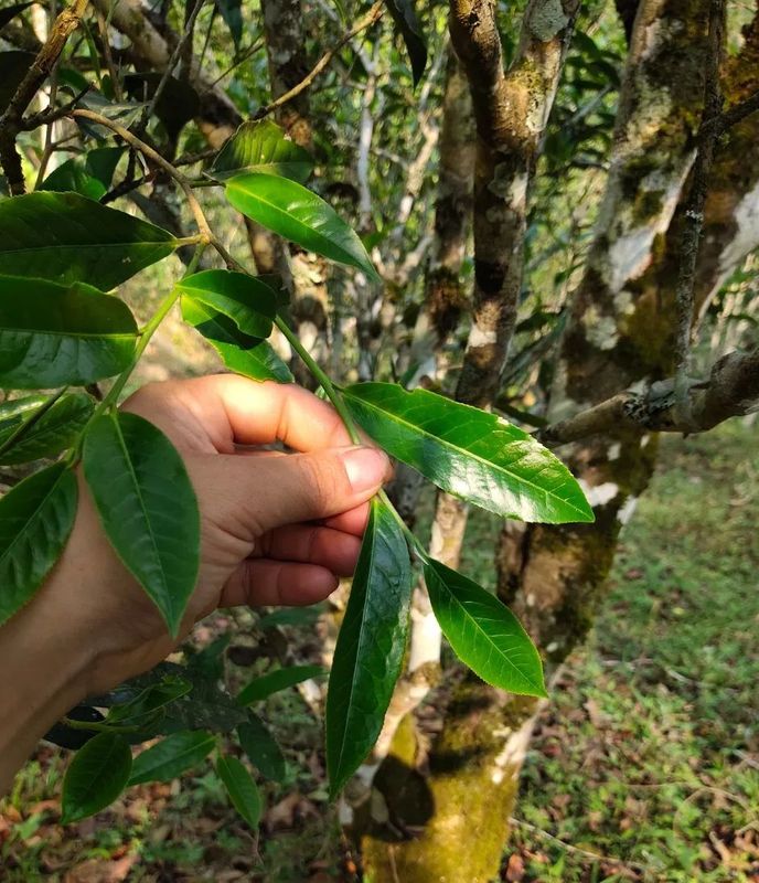 挑选优质普洱春茶，一定要记住这几点！