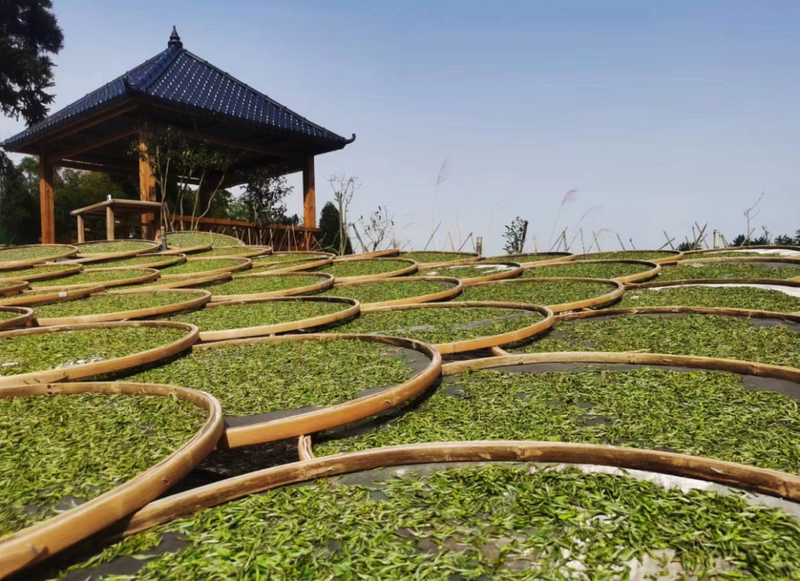 “茶”如何造网红？打造茶农的专属IP！