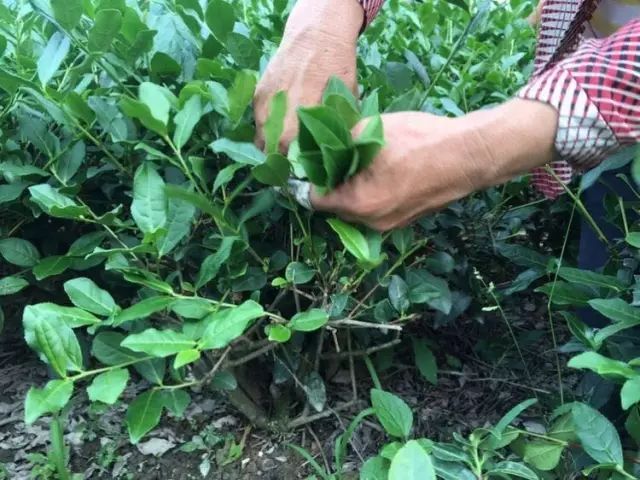 铁观音复杂工艺，造就非凡品质
