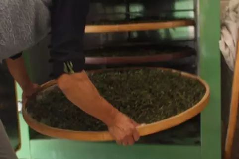 铁观音复杂工艺，造就非凡品质