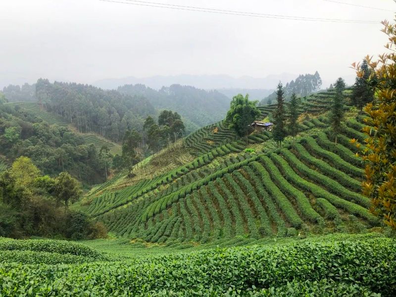十大不可错过的茶旅胜地，你去过几个？