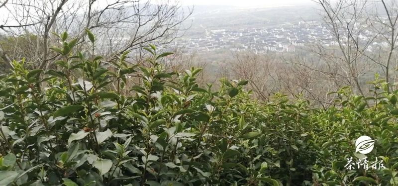 十大不可错过的茶旅胜地，你去过几个？