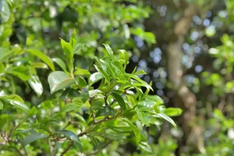 十大不可错过的茶旅胜地，你去过几个？