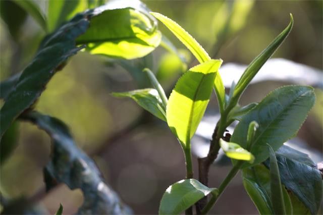 好普洱春茶多少钱一斤