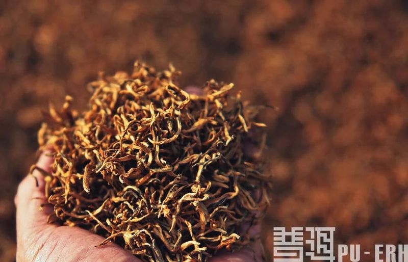 普洱茶与微生物的秘语