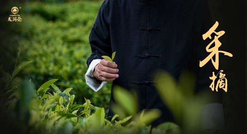 采好古树茶，不得不掌握的4个知识