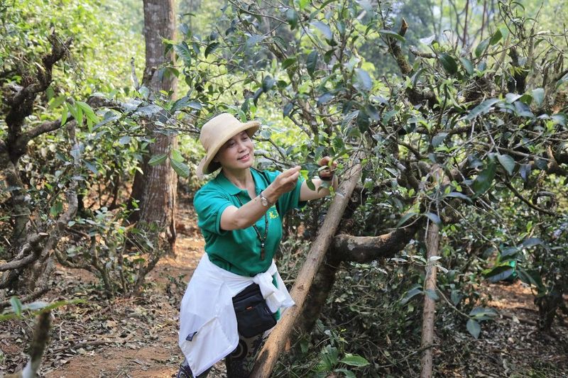采好古树茶，不得不掌握的4个知识