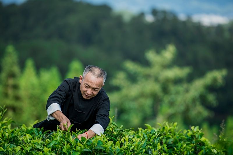 采好古树茶，不得不掌握的4个知识