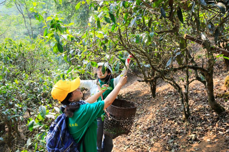 采好古树茶，不得不掌握的4个知识