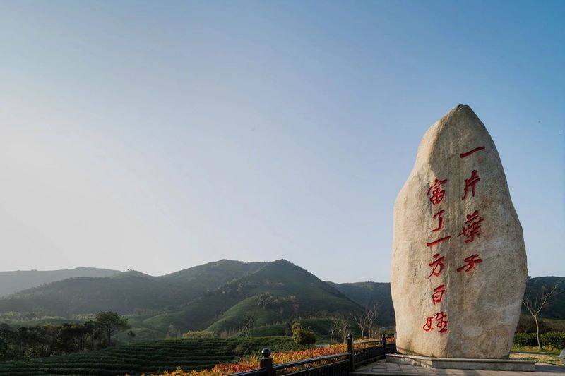 世界非物质文化遗产 中国传统制茶技艺 绿茶篇②——婺州举岩、紫笋茶、安吉白茶