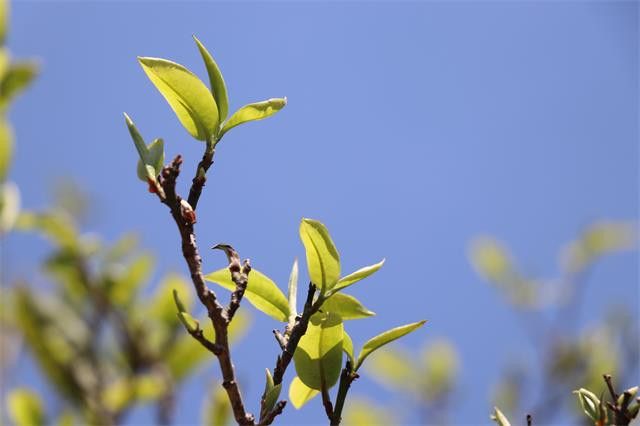 懂过普洱茶口感特点