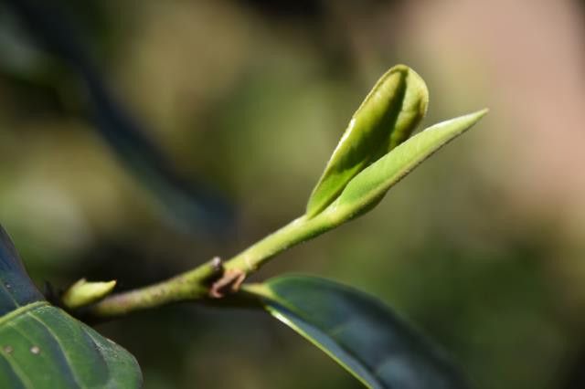 懂过普洱茶口感特点