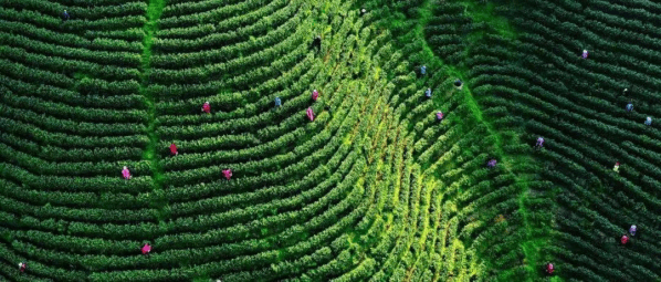 茶产业与旅游的完美结合，丹寨茶园值得一去