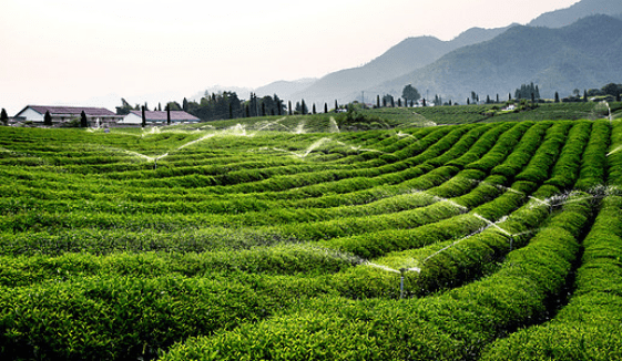 茶产业与旅游的完美结合，丹寨茶园值得一去