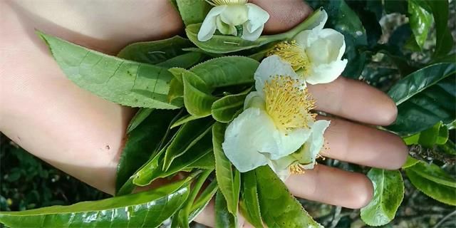 煮水度日一壶茶，闲来无事只观花
