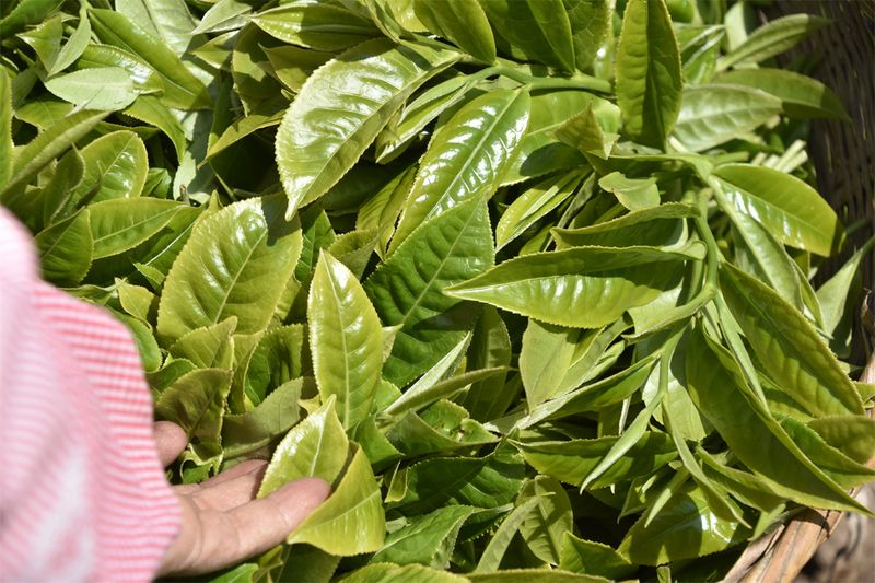 煮水度日一壶茶，闲来无事只观花