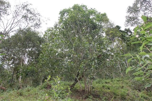 细说易武古树茶的三大亮点：告诉你什么是易武普洱茶