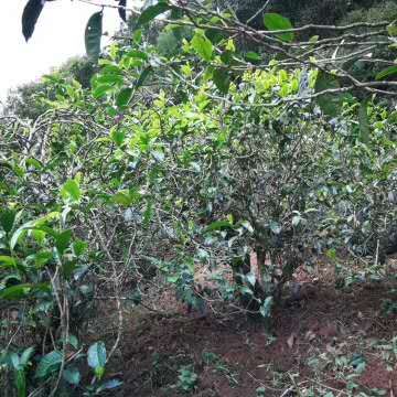 细说易武古树茶的三大亮点：告诉你什么是易武普洱茶