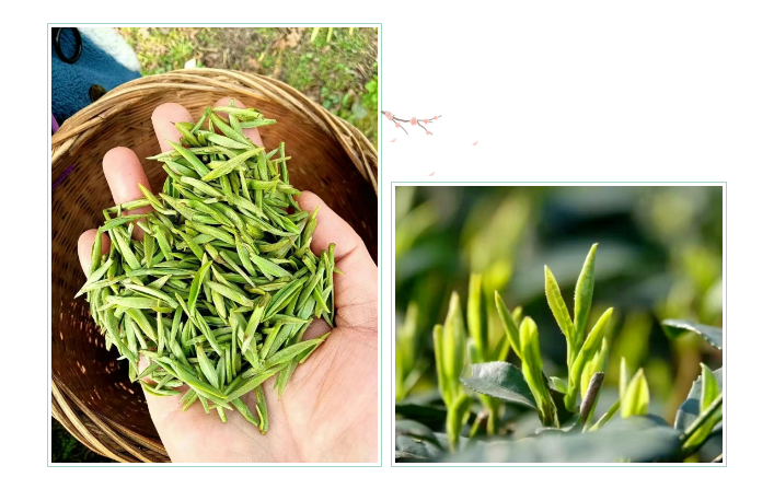 汉中：茶叶四大区域公用品牌之汉中仙毫