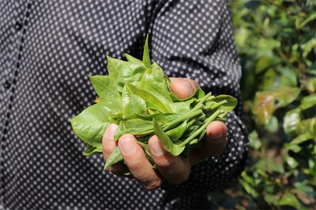 南糯山属于哪个茶区
