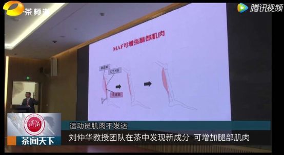 喝茶可以防止肌肉萎缩，乌龙茶排第一
