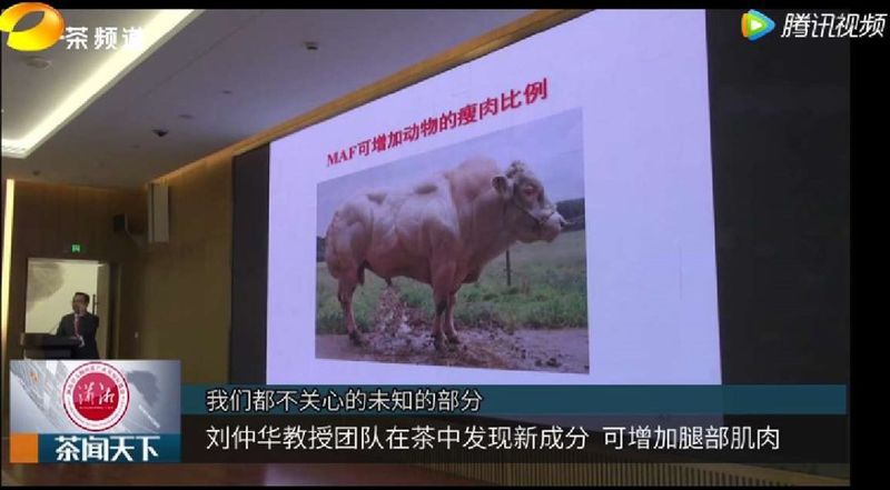 喝茶可以防止肌肉萎缩，乌龙茶排第一