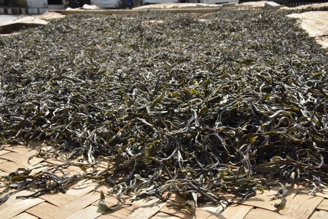 普洱茶加工的干燥方式主要是什么